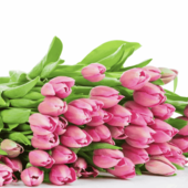 Наш медицинский центр поздравляет всех женщин с 8 Марта!