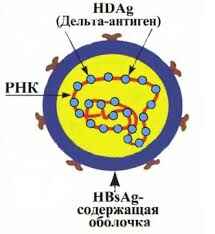 Вирус гепатита D 