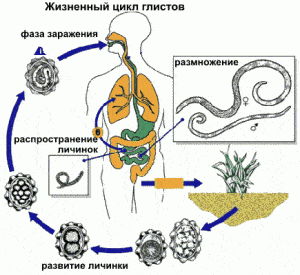 Жизненный цикл глистов Жизненный цикл глистов