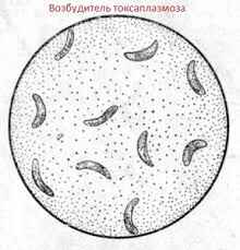 Возбудитль токсаплазмоза
