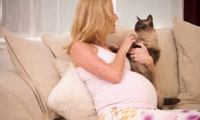 Токсоплазмоз у беременной 